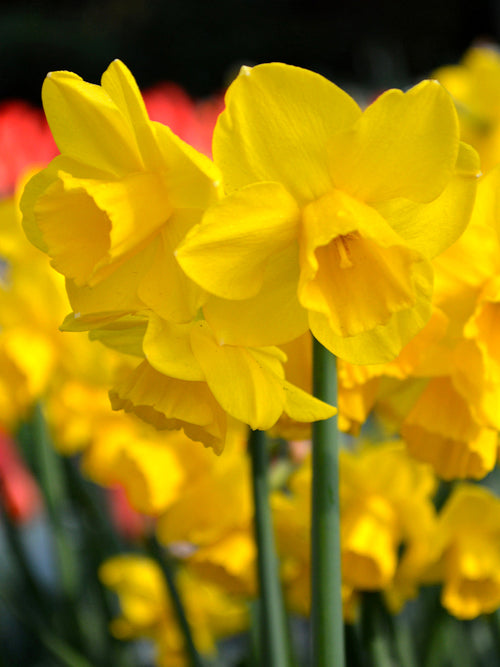 Buy Daffodils Bulbs Quail