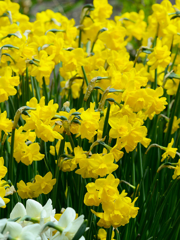 Daffodil Bulbs Quail