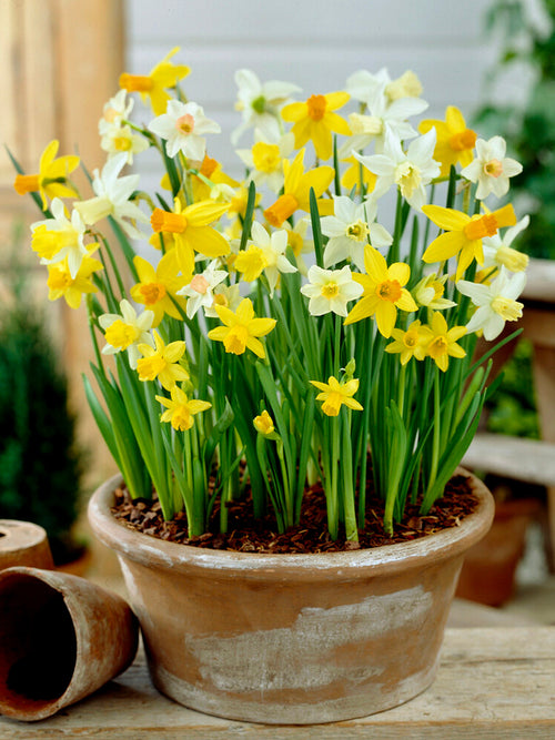 Mini Daffodil Bulbs Rockgarden Mixed