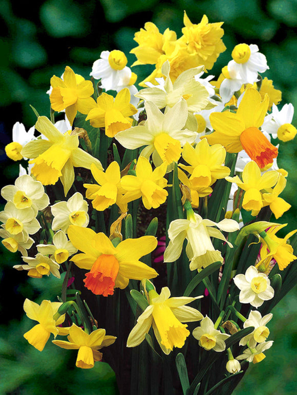 Mini Daffodil Bulbs Rockgarden Mixed