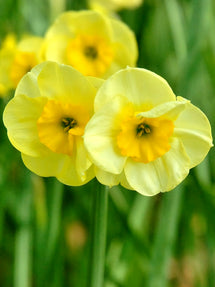 Mini Daffodil Sundisc