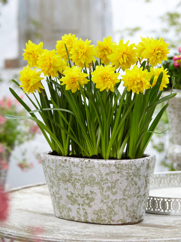 buy mini daffodil tete a tete yellow bulbs