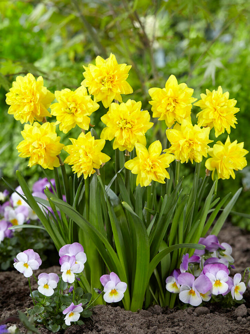 Mini Daffodil Tete Deluxe bulbs