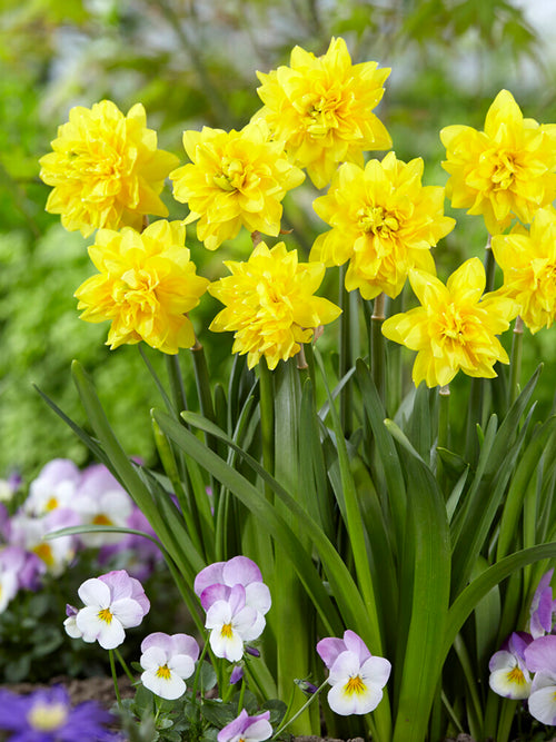 Mini Daffodil Tete Deluxe