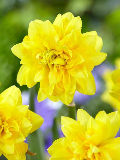 Mini Daffodil Tete Deluxe - UK shipping