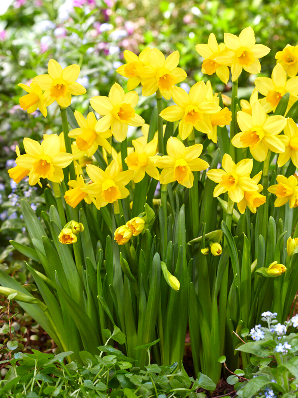 DutchGrown UK Tete a Tete Mini Daffodil Bulbs