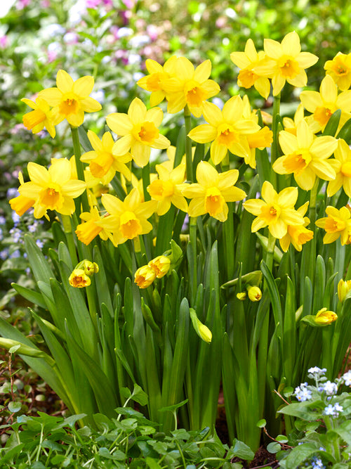 Narcissus Bulbs Tete a Tete UK