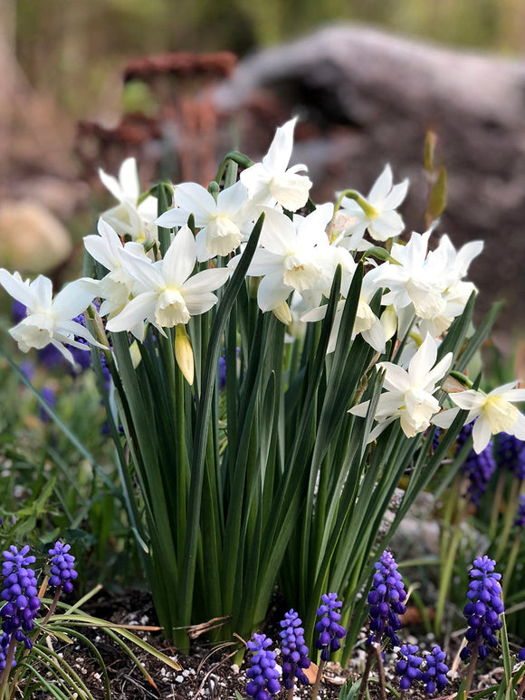 Narcissus Bulbs Thalia
