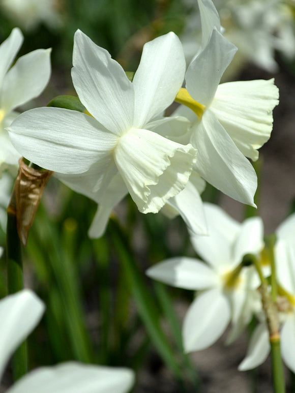Daffodil Bulbs Thalia - Shipping to the UK
