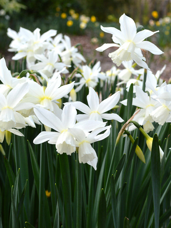 Thalia Daffodil Bulbs