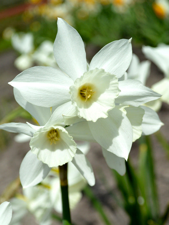 Mini Daffodil Thalia - UK Delivery