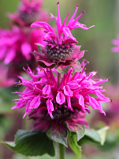 Monarda Bee Free Bare root plants (bee balm)