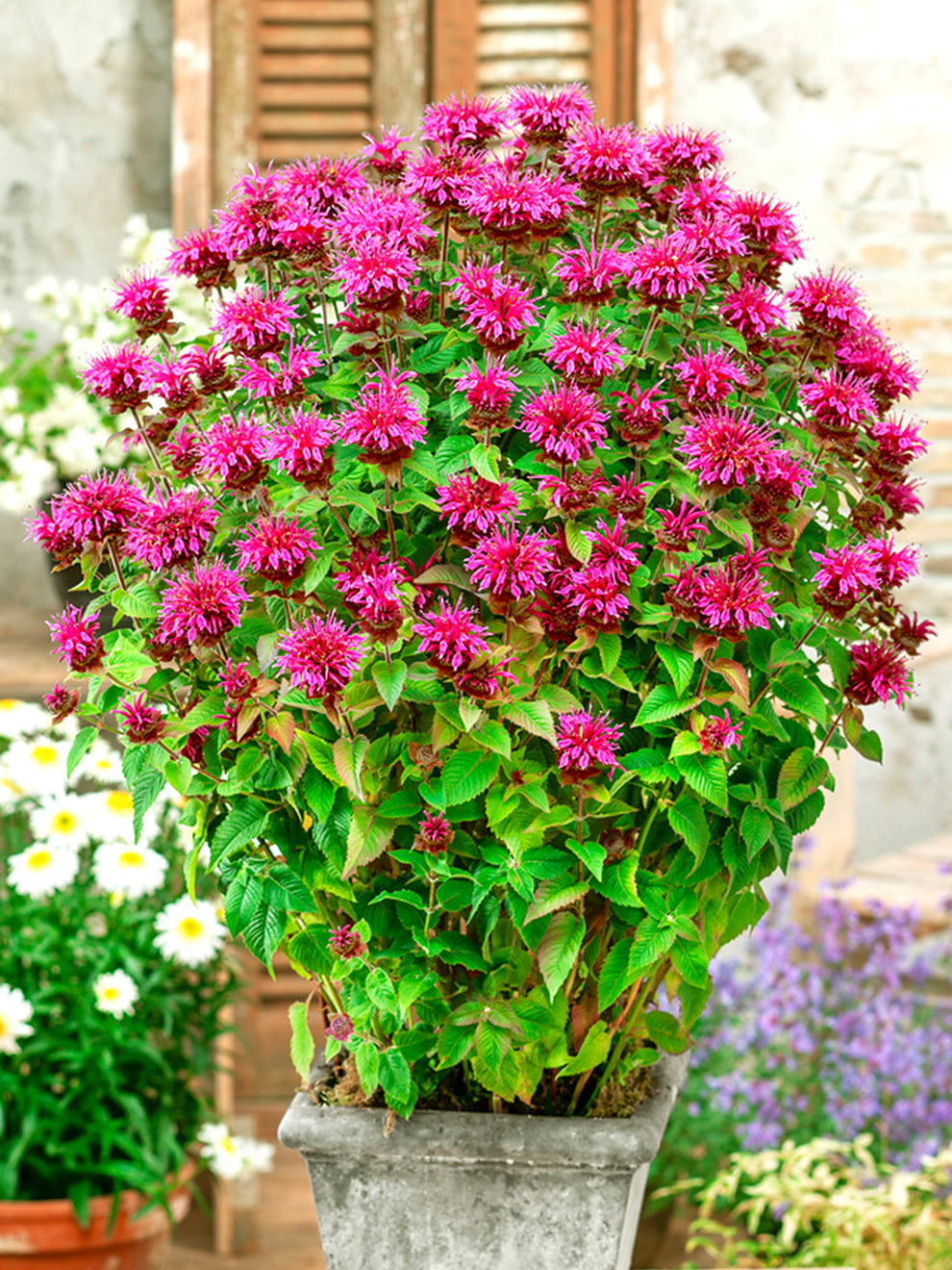 can you plant bee balm in a pot 1 Bare root