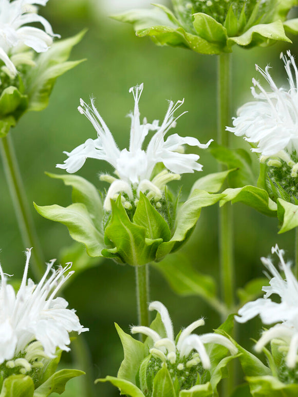 Buy Bee Balm Roots for Spring Shipping - Monarda Schneewittchen (Bee Balm)