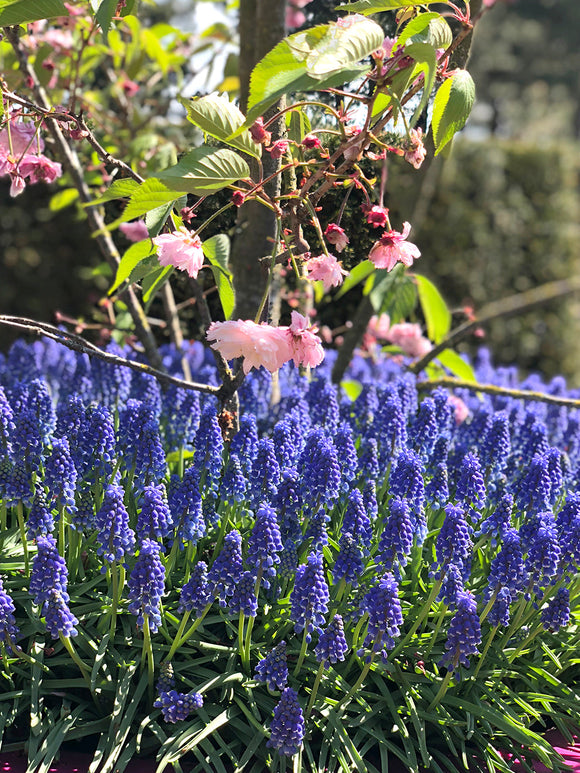 Muscari Armeniacum Bulbs