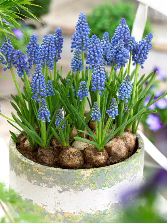Grape Hyacinths flower bulbs