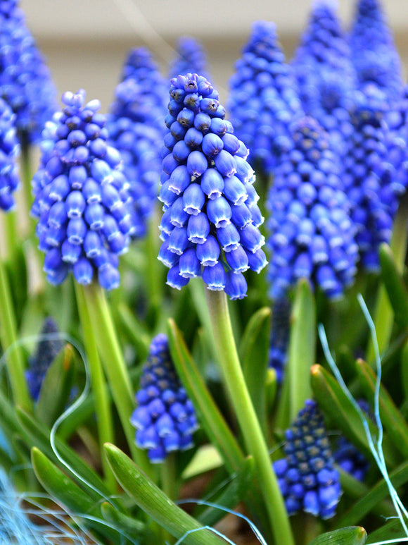 Muscari Armeniacum Bulbs