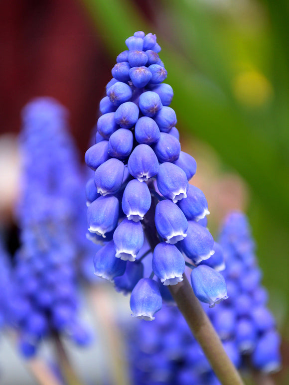 Grape Hyacinths flower bulbs