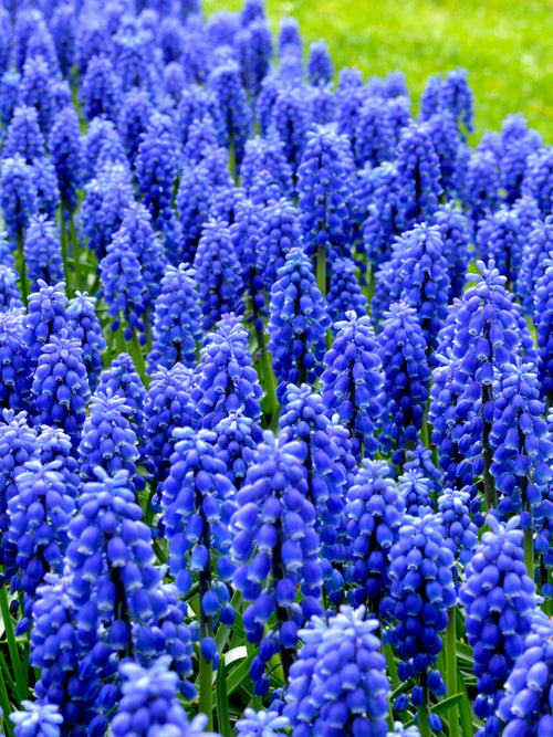 Grape Hyacinth Bulbs UK