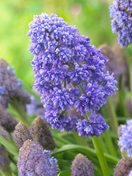 Buy Muscari Fantasy Creation (Grape Hyacinth), blue/purple hyacinth bulbs 