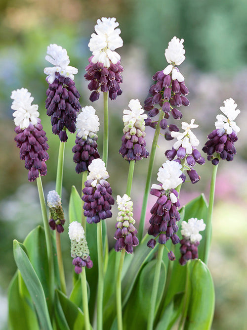 Muscari Grape Ice (Grape Hyacinth)