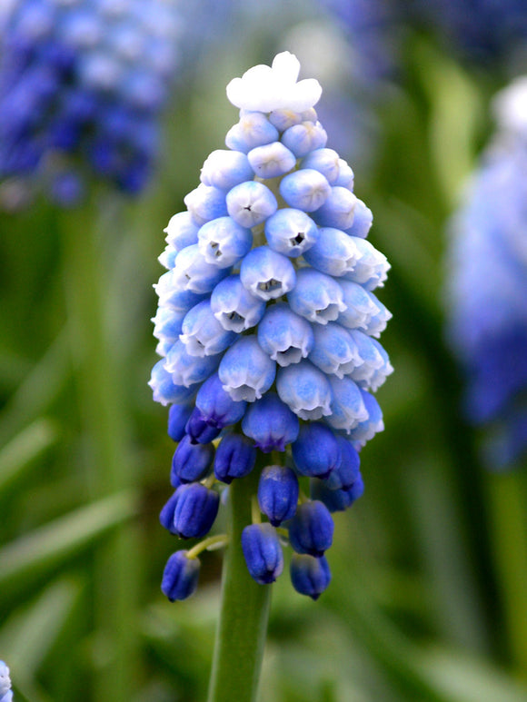 white and blue muscari flower bulbs