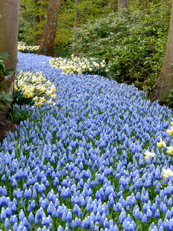 Muscari Bulbs Mount Hood UK