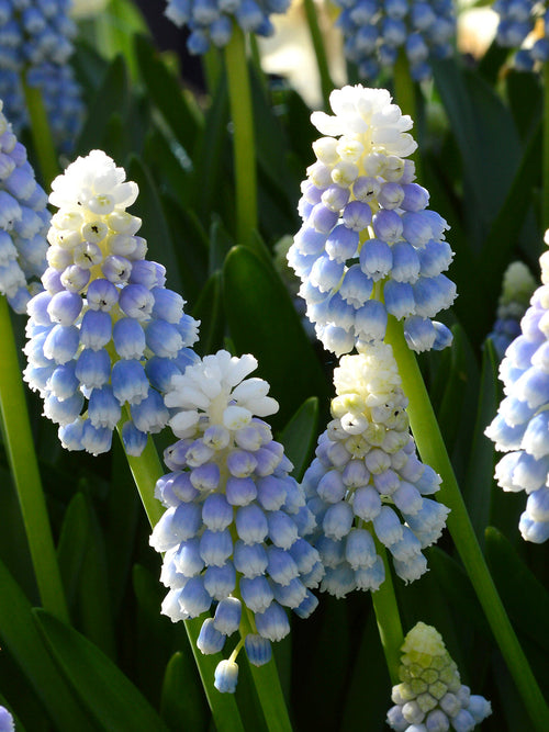 Muscari Bulbs Mount Hood