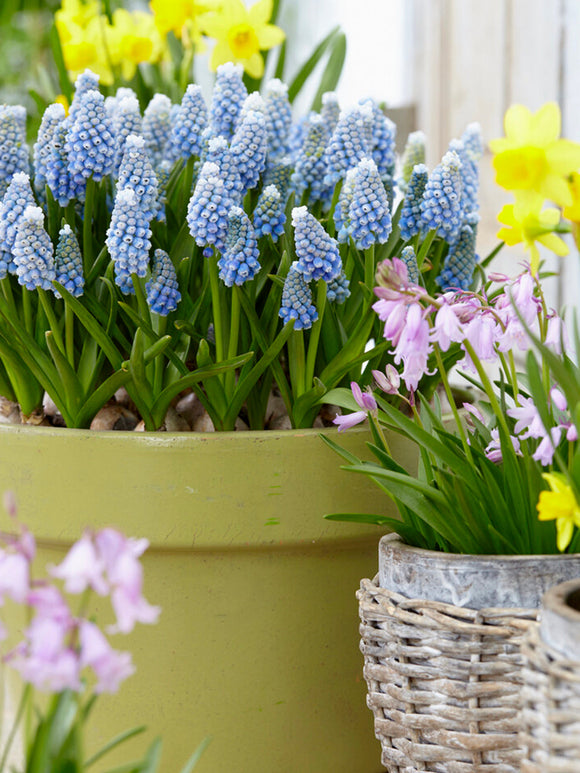 Ocean Magic Muscari Bulbs UK