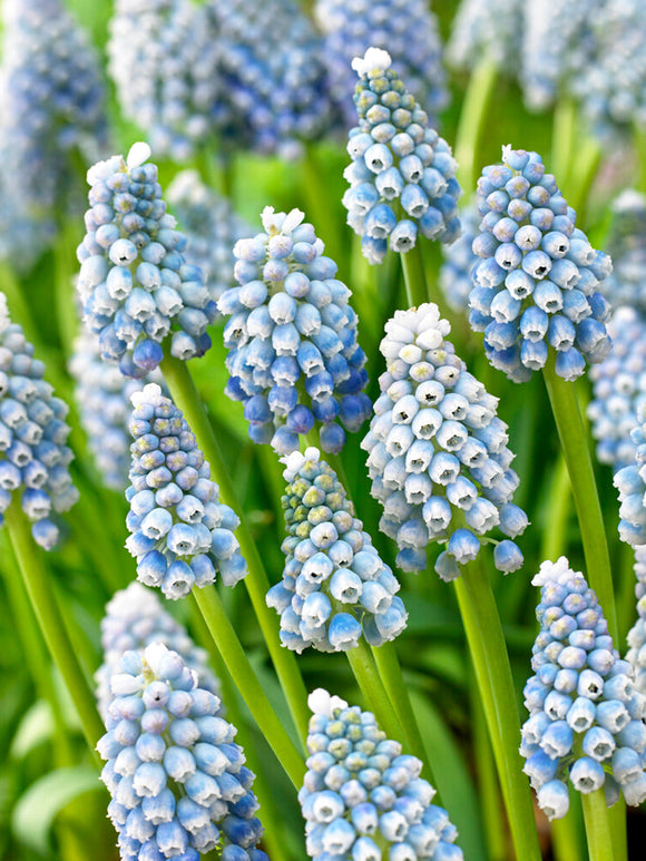 Muscari Bulbs Ocean Magic