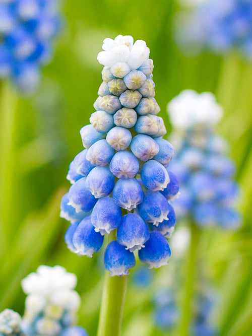 Muscari Bulbs Ocean Magic UK