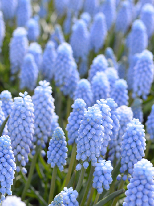 Muscari Bulbs Valerie Finnis