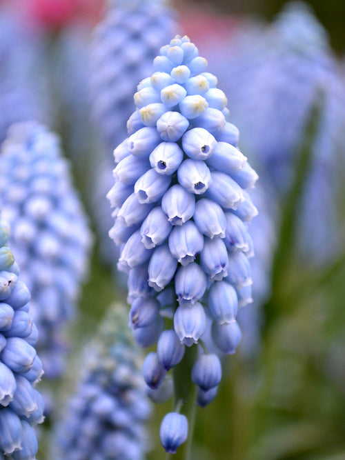 Blue Grape Hyacinths