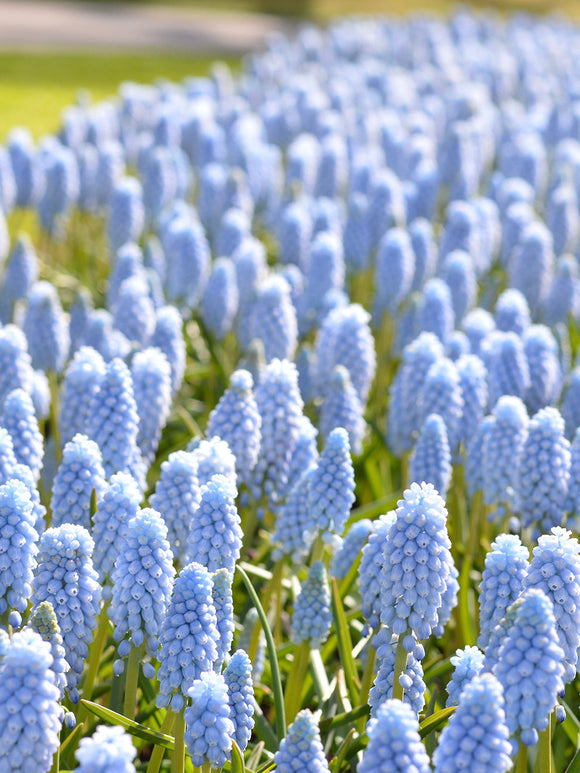 Muscari Valerie Finnis