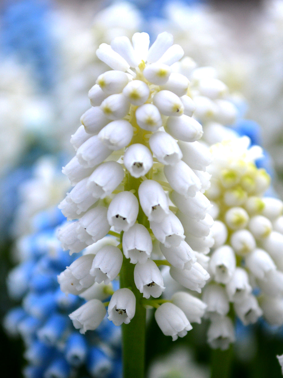 Muscari White Magic (Grape Hyacinth)