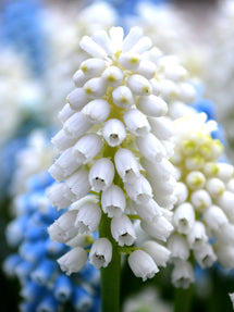 Muscari White Magic (Grape Hyacinth)