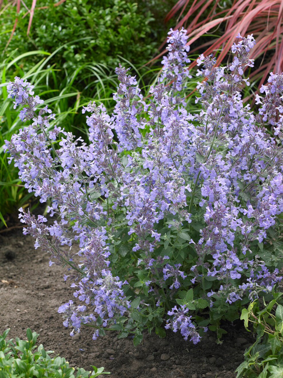 Nepeta Junior Walker Garden Catmint Plants DutchGrown UK nepeta-catmint