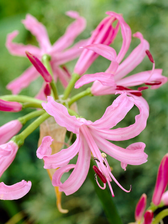 Nerine Bowdenii bulbs