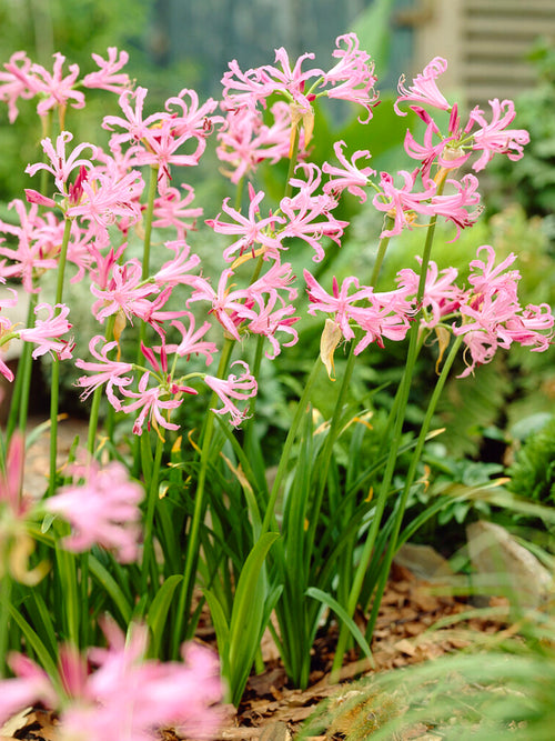 Buy Nerine Bowdenii bulbs for spring planting