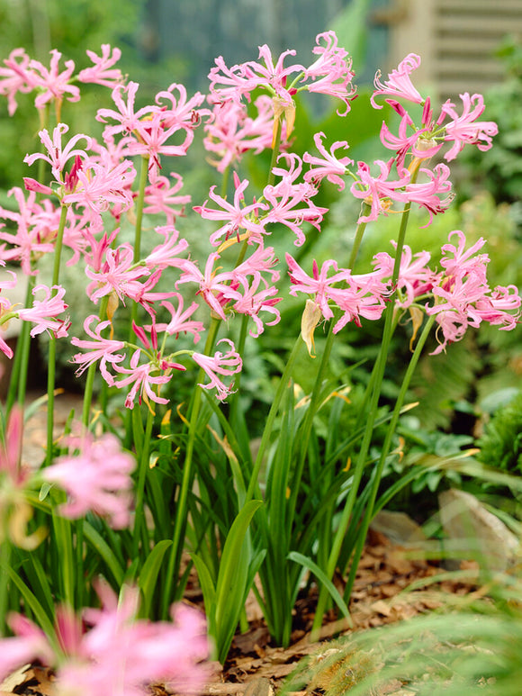 Buy Nerine Bowdenii bulbs for spring planting