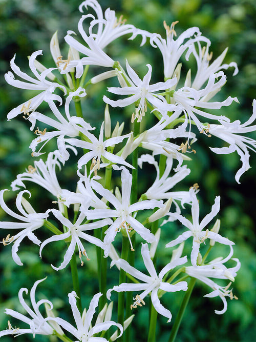 Buy Nerine Bowdenii Alba bulbs for UK shipping