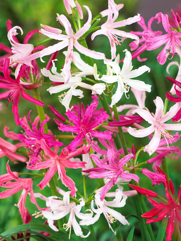 Nerine Bowdenii Breeders Blend, Mixed Nerine bulbs for Spring Planting
