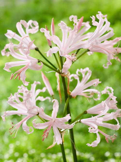 Buy Nerine Bowdenii Vesta for spring shipping to UK