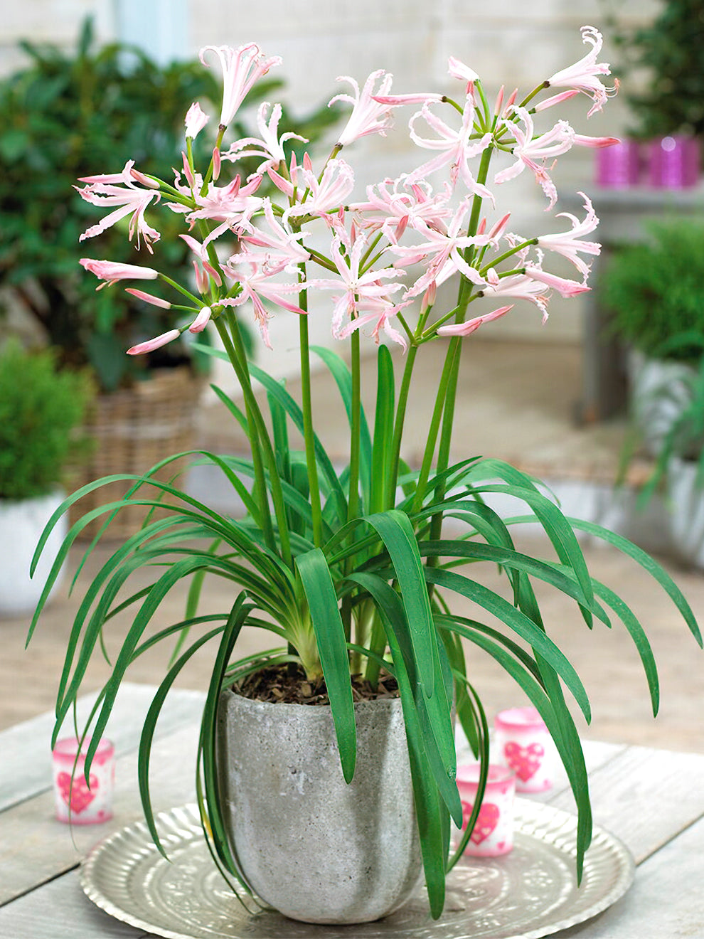 Nerine bulbs clearance