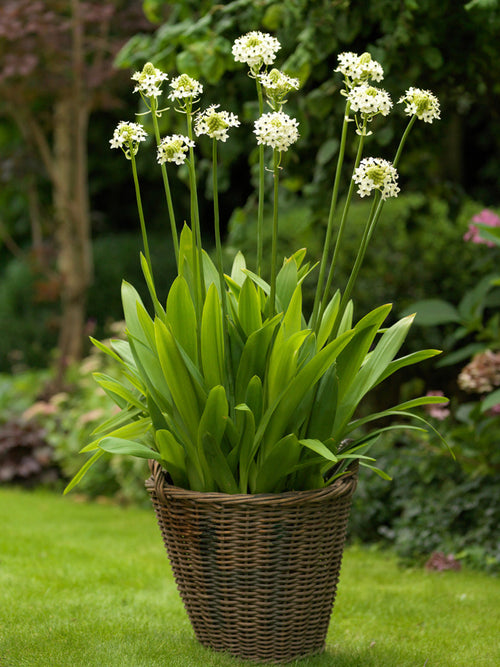 Ornithogalum Arabicum (Arabian Starflower)