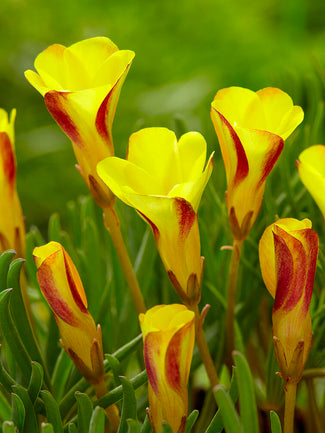 Oxalis Golden Cape Bulbs