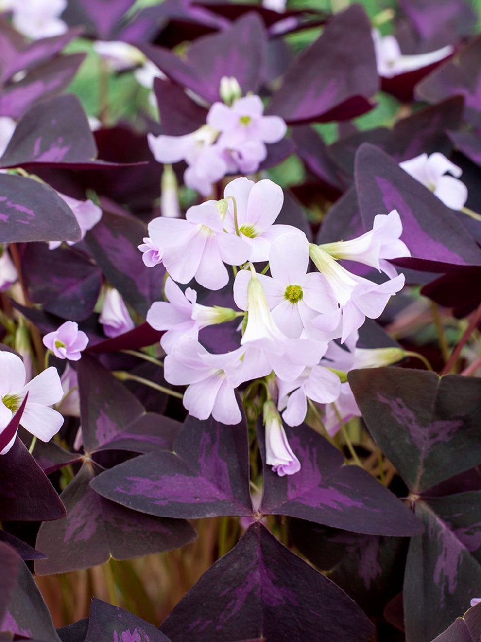 Occalis Triangularis Oxalis Triangularis Sunny (False Shamrock) | DutchGrown™ UK
