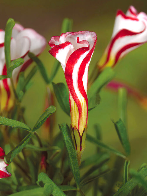 Oxalis Versicolor flower bulbs - candy cane bulbs