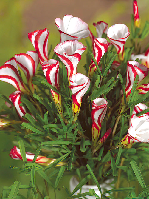 Buy Oxalis Versicolor - Peppermint Oxalis