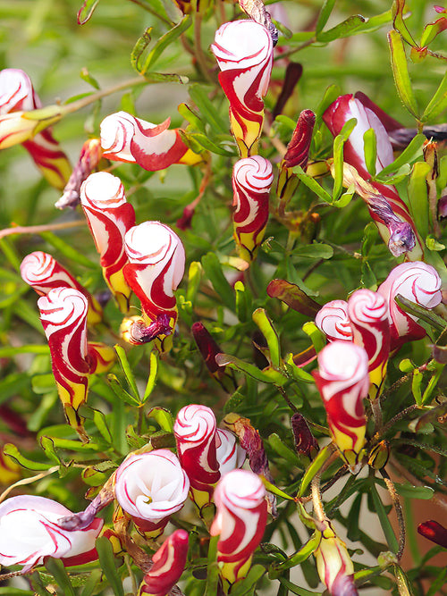 Oxalis Versicolor bulbs